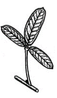 Trifoliolate Pinnately